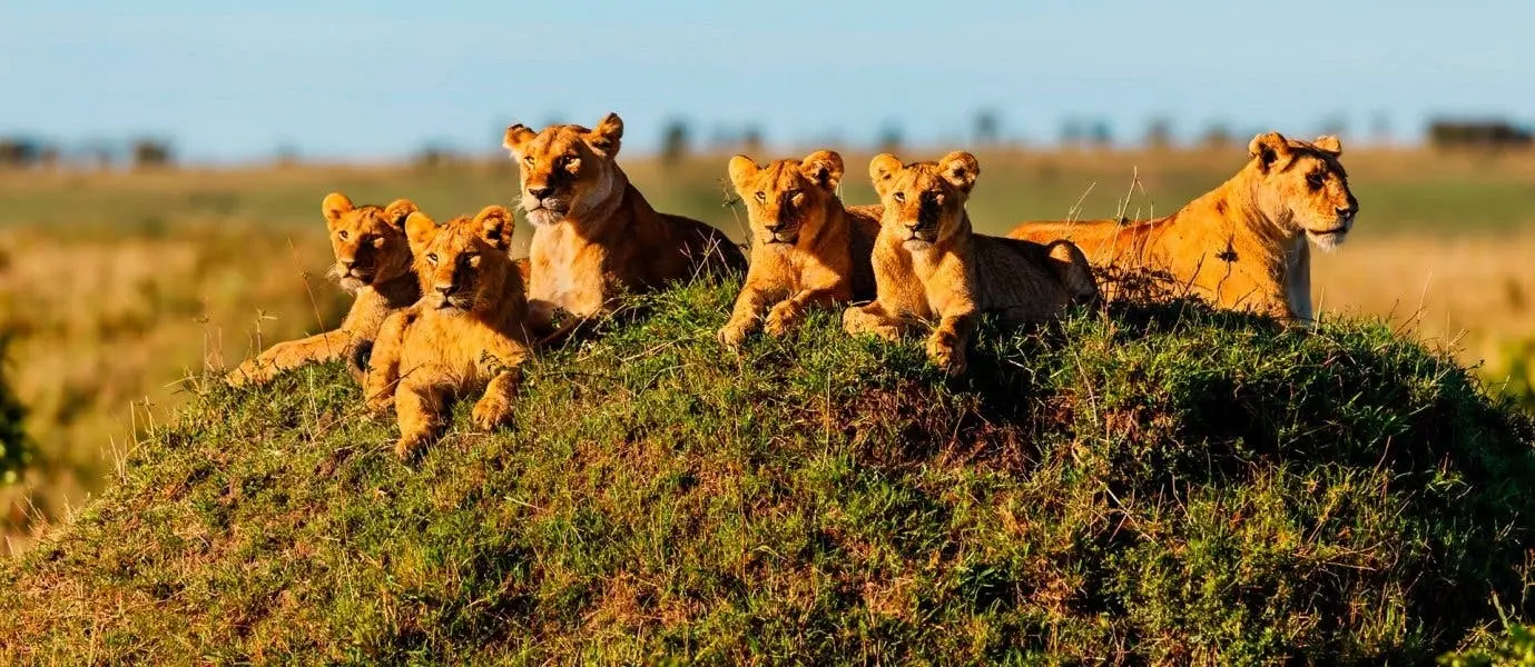 6 Incredible Places to See Wildlife in Africa